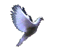 pombaiawp.gif